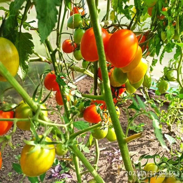 томат барокко партнер. партнер томат гейша f1. томат барокко партнер. томат барокко f1. ).