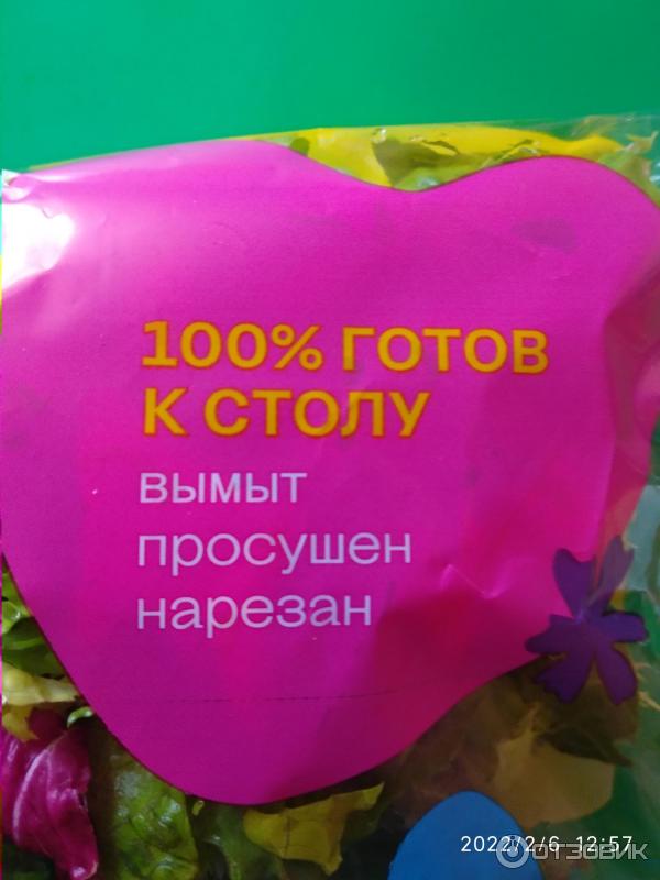 Белая дача Тоскана, фриссе, родиччо, романо