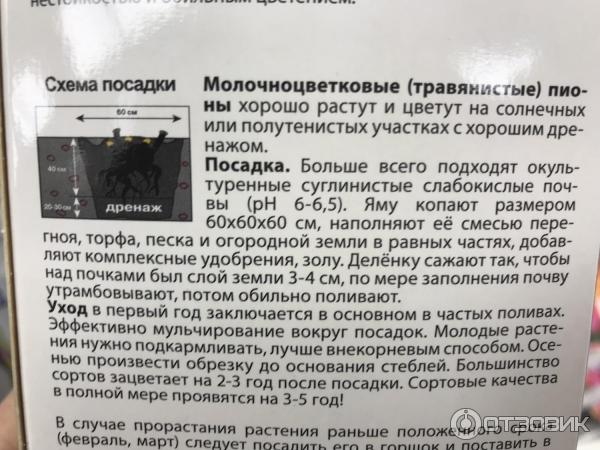 Отзыв о Корневище пиона Поиск "Фестива Максима" | Необыкновенная ...