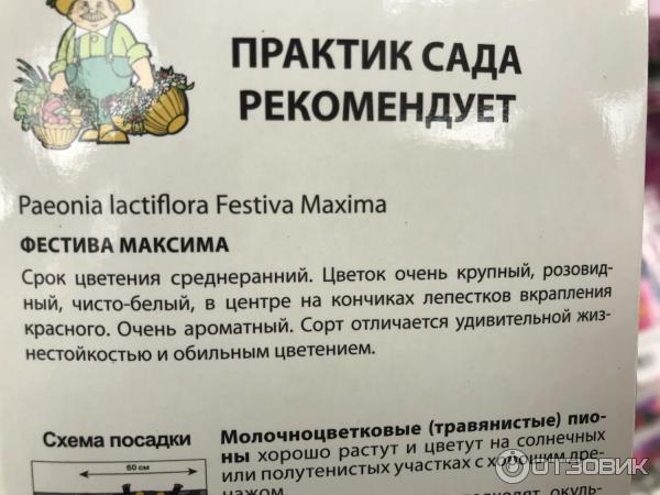 Отзыв о Корневище пиона Поиск "Фестива Максима" | Необыкновенная ...