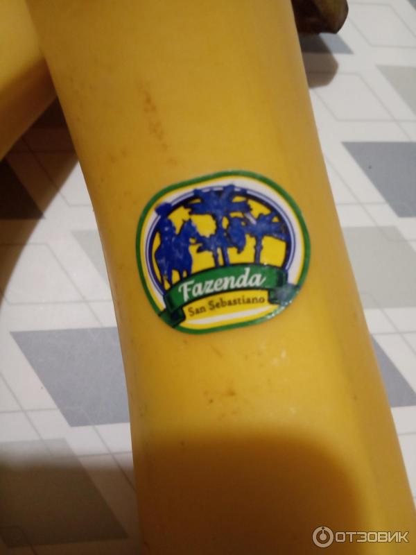 Бананы магнит. Банановые плантации в турции. Бананы фазенда откуда. Фазенда сан себастьян бананы. Бананы фазенда.