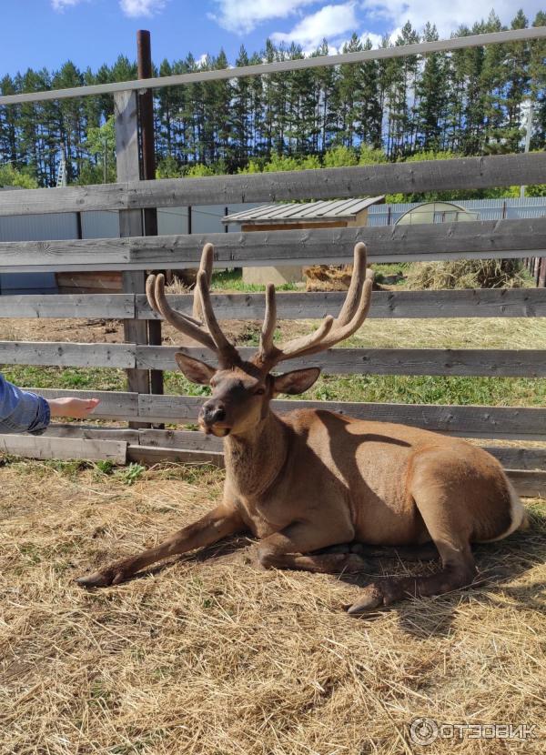 ферма оленей ижевск. ферма ижевск. оленья ферма гринфилд парк. проект оленьей фермы. оленеферма ижевск лудорвай.
