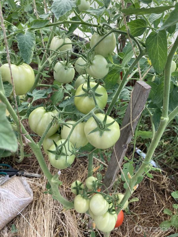 Отзыв о Агрофирма Партнер (Россия, Москва) | Семена томатов самые лучше и  урожайные у Партнер