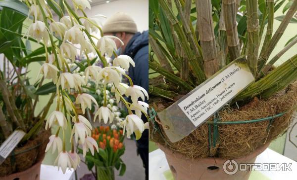 ботанический сад санкт петербург оттепель чувств. ботанический сад санкт петербург оттепель чувств. ботанический сад санкт петербург оттепель чувств. ботанический сад санкт петербург оттепель чувств. викторная оранжерея ботанического сада спб.