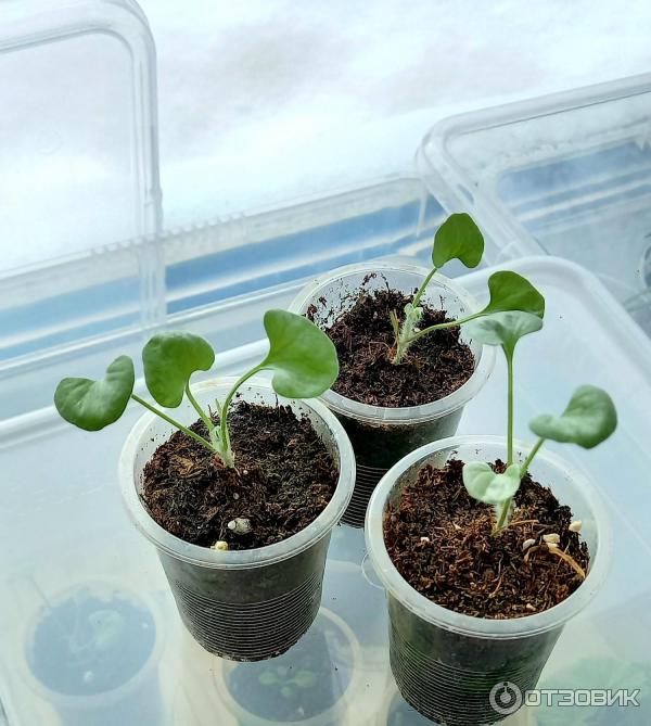 как посеять дихондру из семян. как посеять дихондру из семян. дихондра рассада. дихондра рассада. как посеять дихондру из семян.