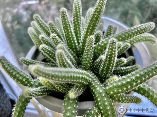 Айфон 13 — сравнительные фото от оригинального смартфона до iPhone 12 Pro Max