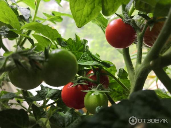 Fotografie semena Gavrish Red hrnkových rajčat