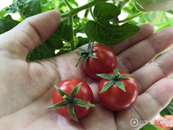 Fotografie semena Gavrish Red hrnkových rajčat