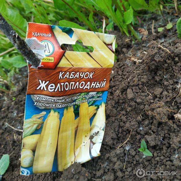 Отзыв о Семена кабачка цуккини Аэлита "Желтоплодный" | Отлично всходят ...