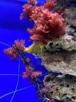 Что отличает аквапарк "Москвариум" от других?