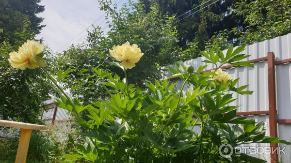 Отзыв о Пион Бартзелла | Я даже мечтать не могла, что у меня будет ...