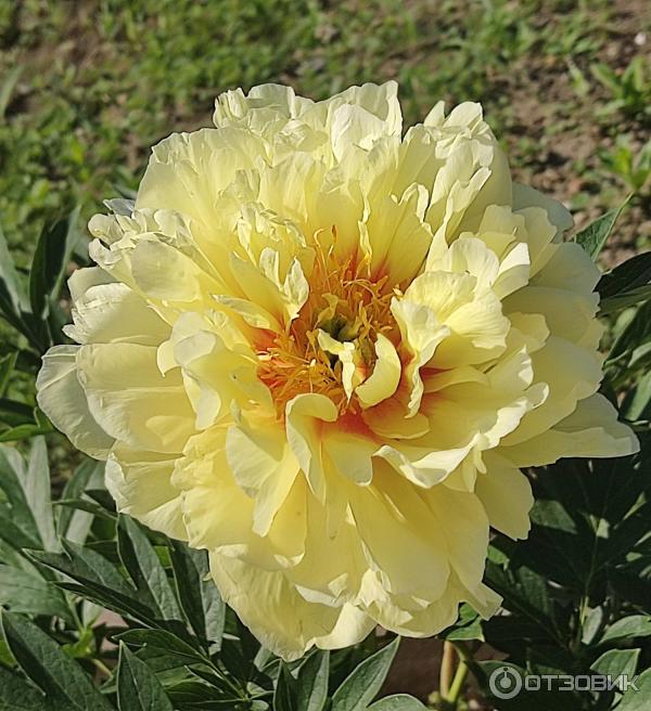 пион бразер чак. питомник ворошиловой. пион питертье фринд вагенаар paeonia pietertje vriend wagenaar. пион молочноцветковый kansas. пион pastelegance.