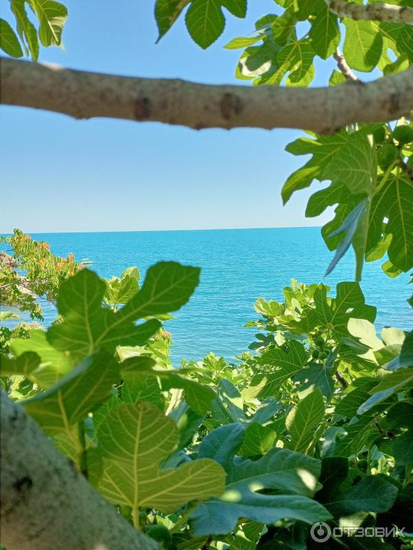 Отзыв о Дача Чехова (Крым, Гурзуф) | Уютное тихое местечко