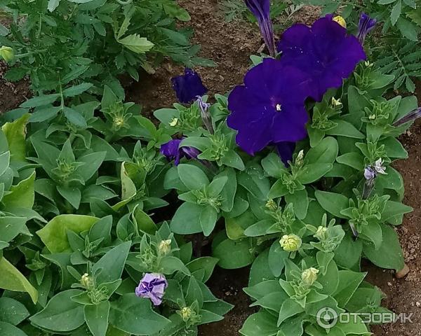 Отзыв о Удобрение Bona Forte Цветочное | ... качественное ...