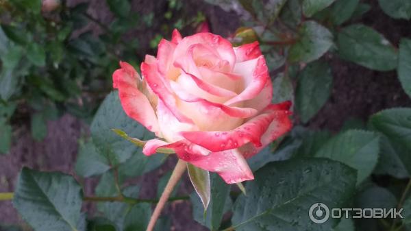 Санаторий Приднепровский (Беларусь, Гомельская область) фото