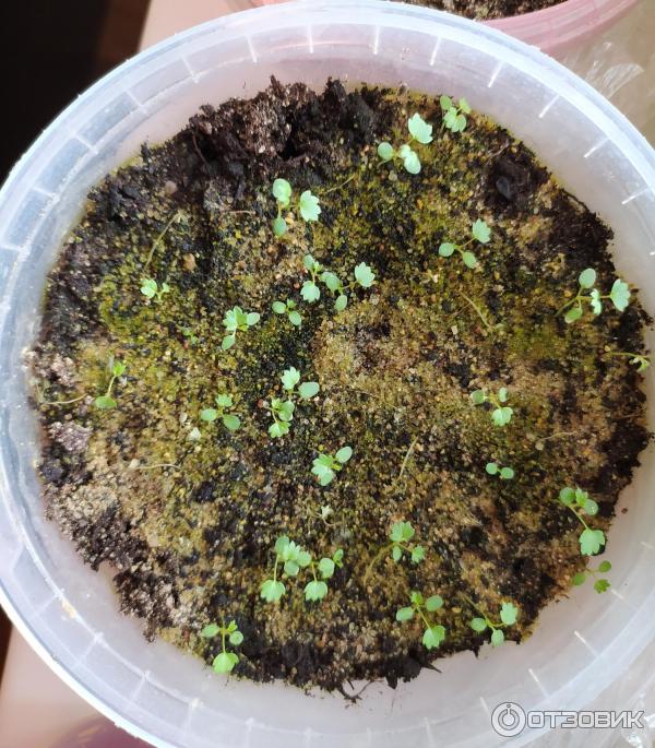 Sazenice remontantních jahod Holiday Gavrish
