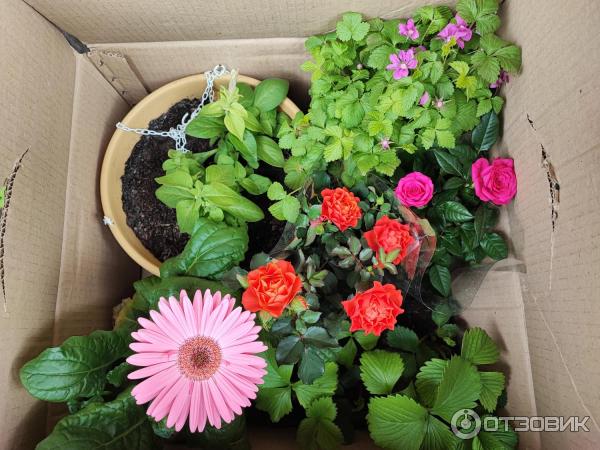 Смартфон Xiaomi 11T Pro фото