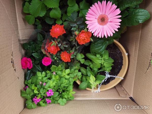 Смартфон Xiaomi 11T Pro фото