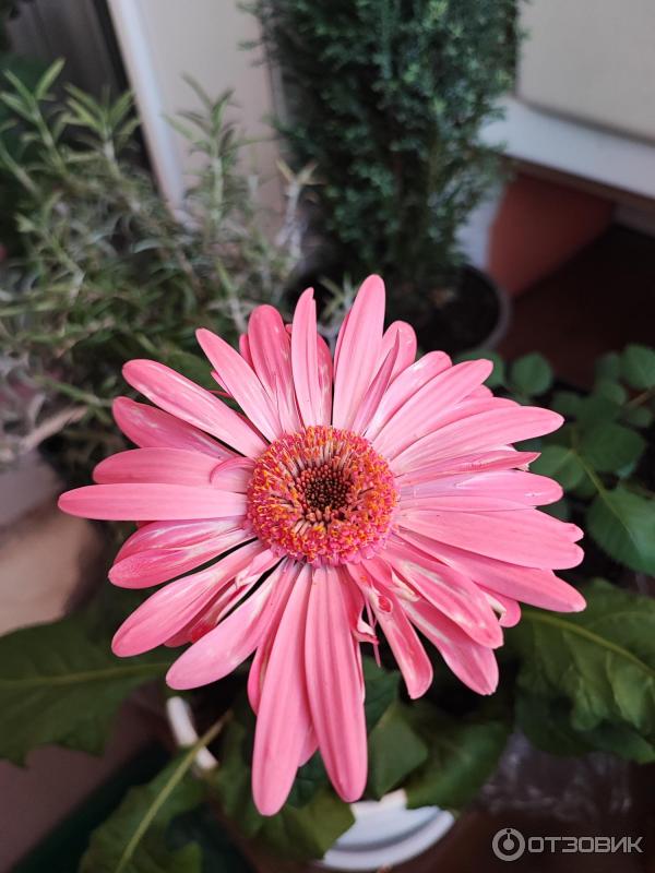 Смартфон Xiaomi 11T Pro фото