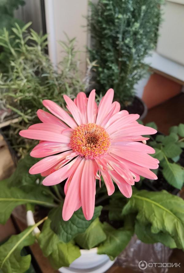 Смартфон Xiaomi 11T Pro фото
