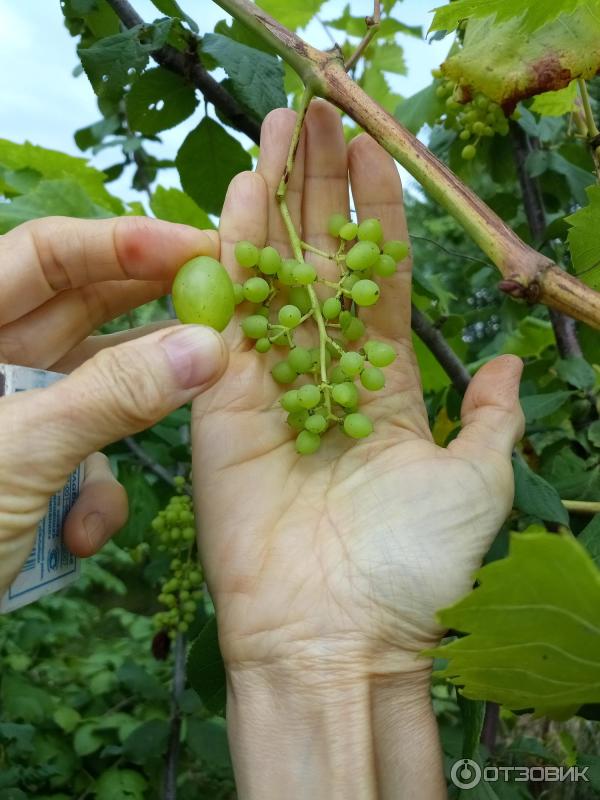 Виноград макси белый. Виноград макси отзывы. Виноград медина. Виноград макси черный. Виноград макси.