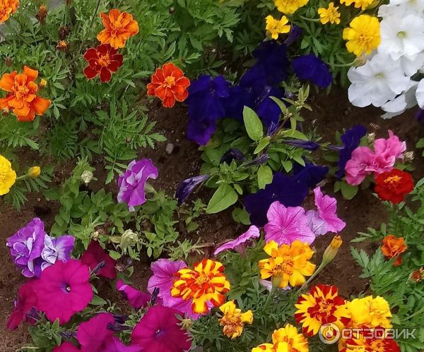 Petunia multiflora Aelita Mambo F1 foto
