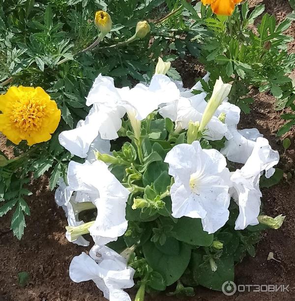 Petunia multiflora Aelita Mambo F1 foto