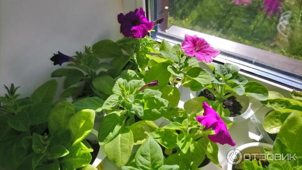 Petunia multiflora Aelita Mambo F1 foto
