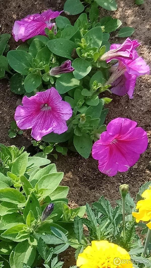 Petunia multiflora Aelita Mambo F1 foto