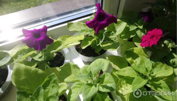 Petunia multiflora Aelita Mambo F1 foto