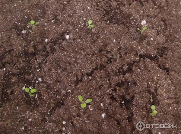 Petunia multiflora Aelita Mambo F1 foto