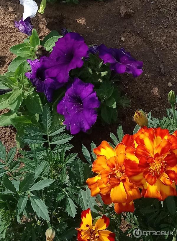 Petunia multiflora Aelita Mambo F1 foto