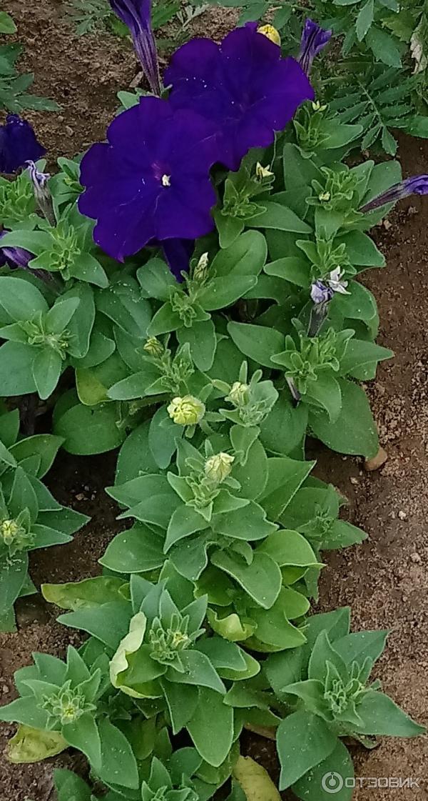 Petunia multiflora Aelita Mambo F1 foto
