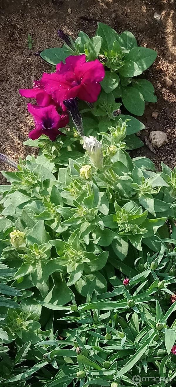 Petunia multiflora Aelita Mambo F1 foto