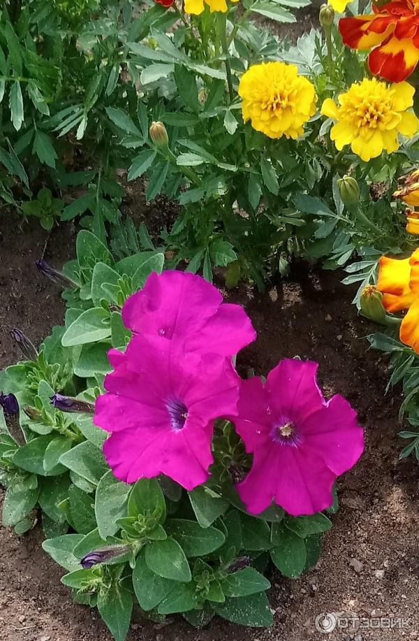 Petunia multiflora Aelita Mambo F1 foto