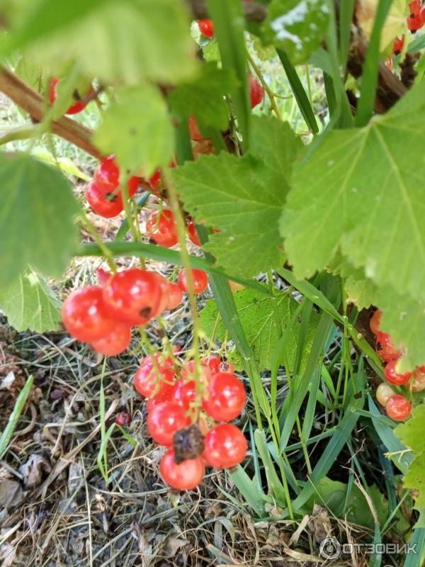 Отзыв о Саженец смородины красной Garden Rose \