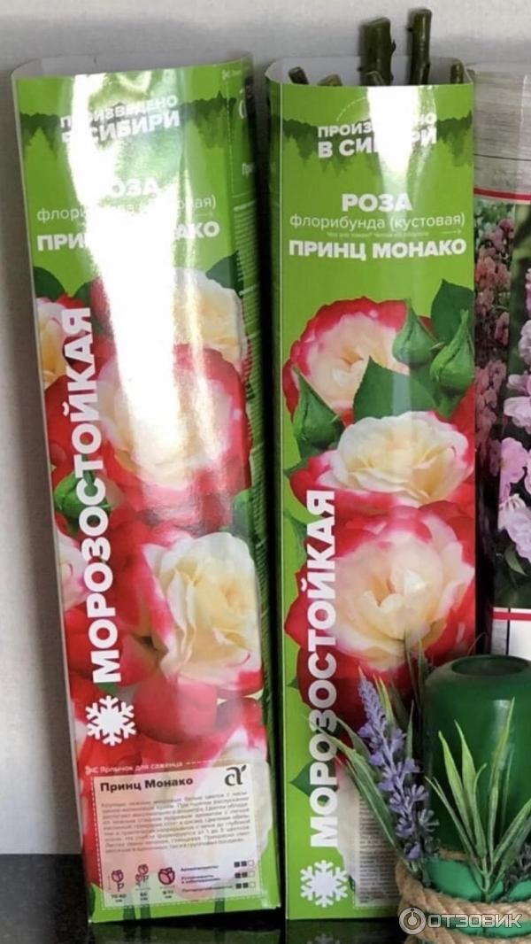 Отзыв о Рассада роз Семена Алтая | Пересорт