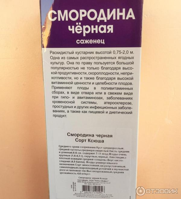Отзыв о Саженец черной смородины Поиск \