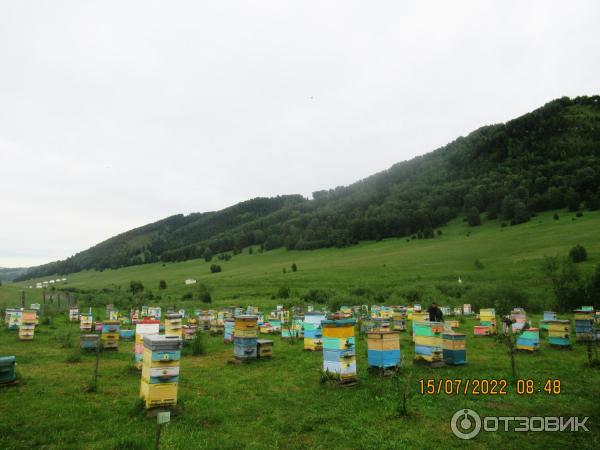 Алтай пасека бирюзовая катунь. Медом в ухо бирюзовая катунь. Мёдом в ухо пасека горный алтай. Медом в ухо бирюзовая катунь. Медом в ухо бирюзовая катунь.