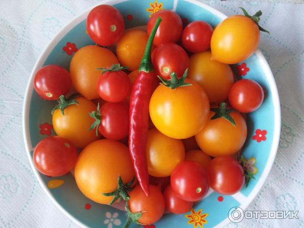 Fotografie semena Gavrish Red hrnkových rajčat