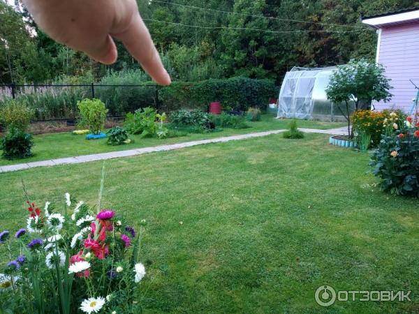 Sazenice lilek Bernard fotografie