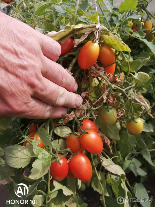 томат джек пот f1. помидоры джекпот фото. томат джекпот. томат джек пот f1. томат джек пот f1 (ср).