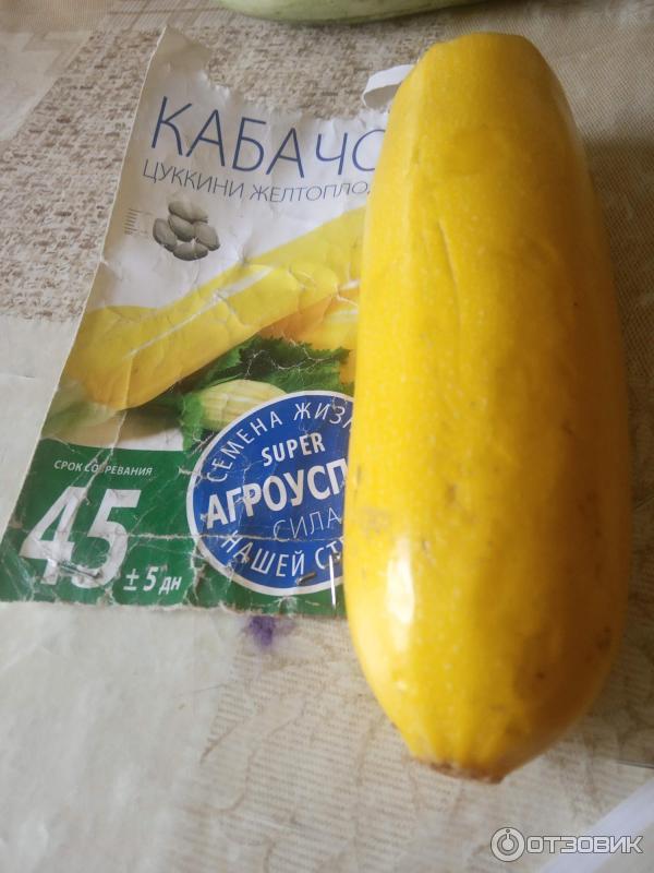 Отзыв о Семена Кабачок желтоплодный Урожай у дачи | Не первый год и ...