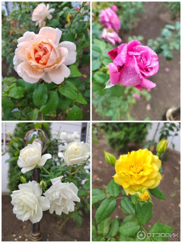 Отзыв о Эко-отель \"Усадьба Сукко\" 4* (Россия, Сукко) | Им бы алкоголь ...