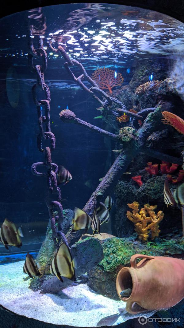 Tanked Octopus Tank