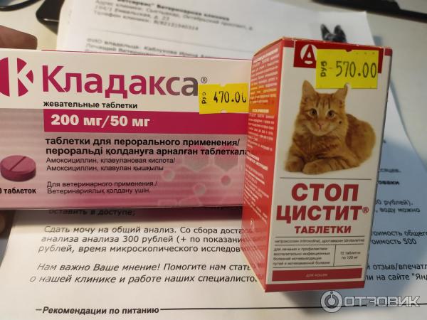 Эффективное лечение проктита у кошек - симптомы, причины и основные ...