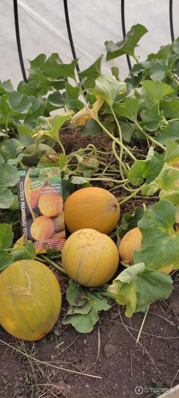 дыня голден джейд f1. дыня уральский скороспел. арбуз мелитопольский 142. дыня сибирячка f1. дыня алтайская семена алтая.