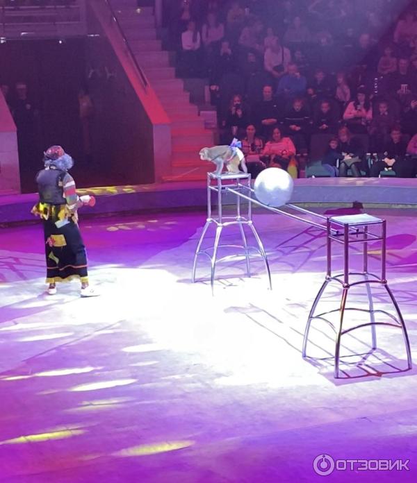 Цирк тула. Тульский цирк 2022. Тула цирк представление. Екатерина дмитриева тульский цирк. Цирк тула представления.