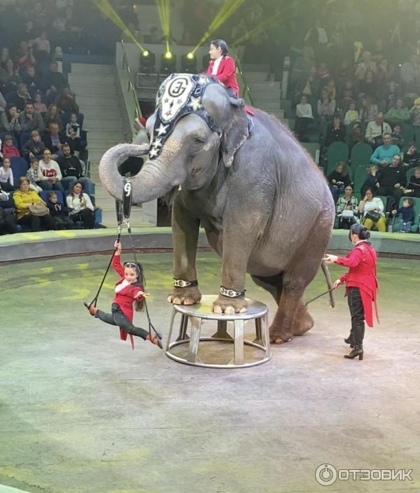 Самый добрый новый год цирк тула. В цирке представление. Тульский цирк представления. Тула цирк представление 2023 цирк. Тула цирк представление 2023 цирк.