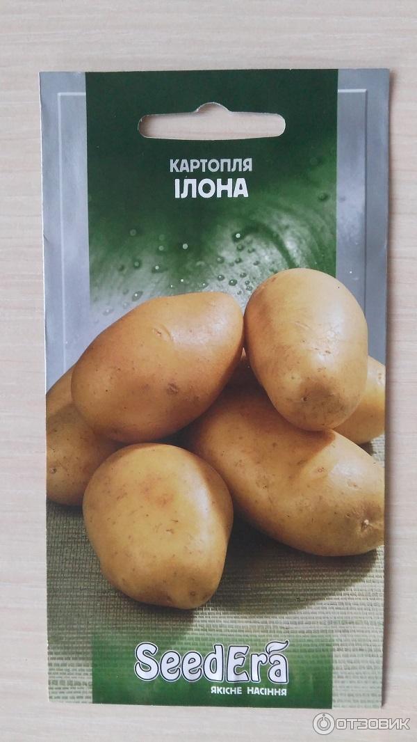 Отзыв о Семена картофеля SeedEra \